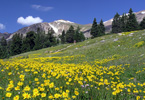 Colorado: Mountains and Wildflowers