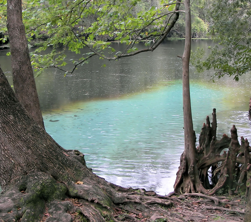 High Springs: Ginnie Springs Water Entering the Santa Fe Rive